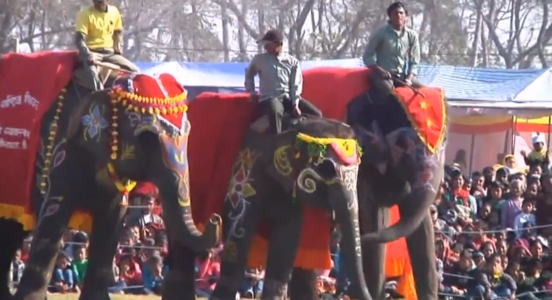 Skönhetstävling, Nepal, Elefanter, elefantfestival